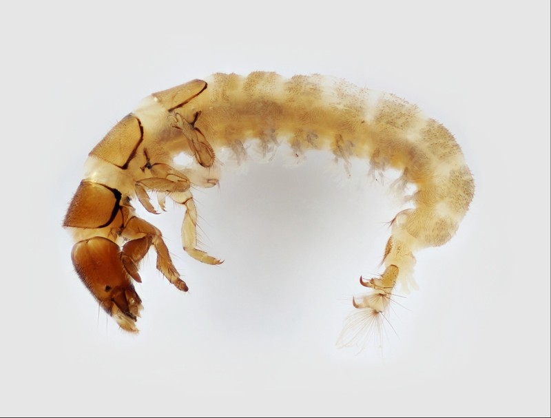 Juvenile Caddisfly